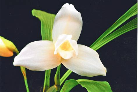 Colorear flor nacional de guatemala: La Monja Blanca Flor Nacional de Guatemala - Prensa Libre