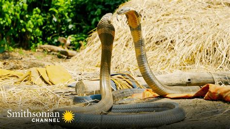 Intense Two King Cobras Fight For A Nearby Queen 🥊 Into The Wild India