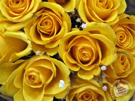 Yellow Roses Free Stock Photo Image Yellow Roses Blooms Picture