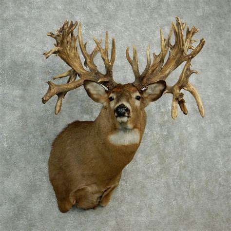 Whitetail Deer Mount For Sale 12750 The Taxidermy Store