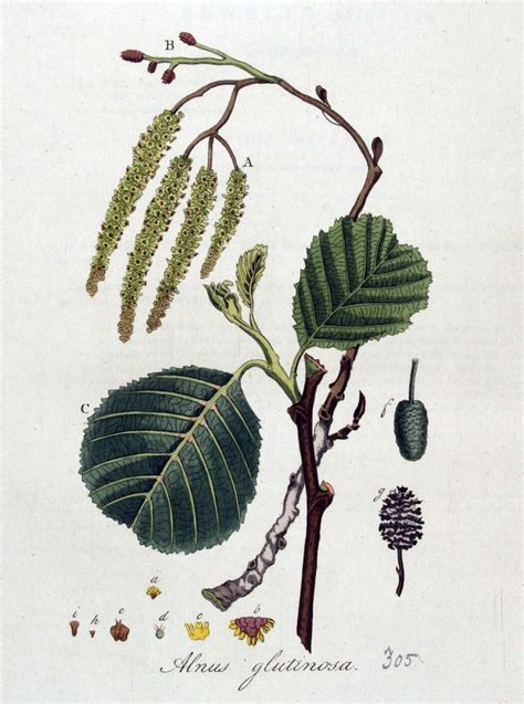 Plant Of The Week ~ Alnus Glutinosa Alder Compassionate Roots