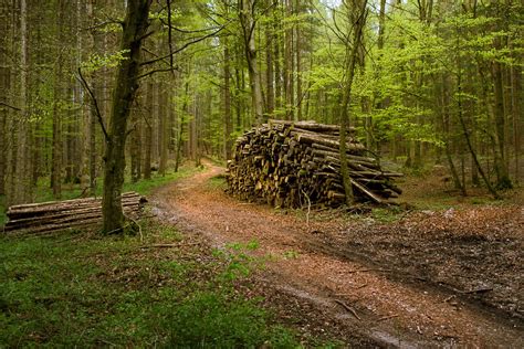 Dirt Road And Wood Stacks In Forest Free Photo Download Freeimages