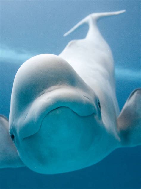 Free Download Your Ridiculously Cool Beluga Whale Wallpaper Has Arrived