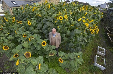 Sunflowers are easy to grow from seed and fun for all the family. Gardener who has been growing sunflowers for 60 years ...