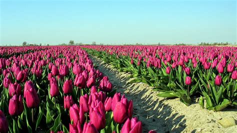 Wallpaper Tulips Flowers Plantation Sky Road Shadow Hd Picture Image