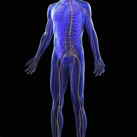 Was sind verschiedenen Organsysteme im menschlichen Körper