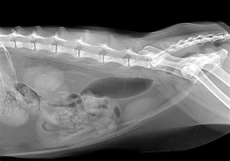 Veterinary Photography And Travel Stories For Vet Students And Pet