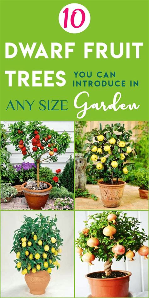 10 Dwarf Fruit Trees That You Can Grow In Pots Easily In