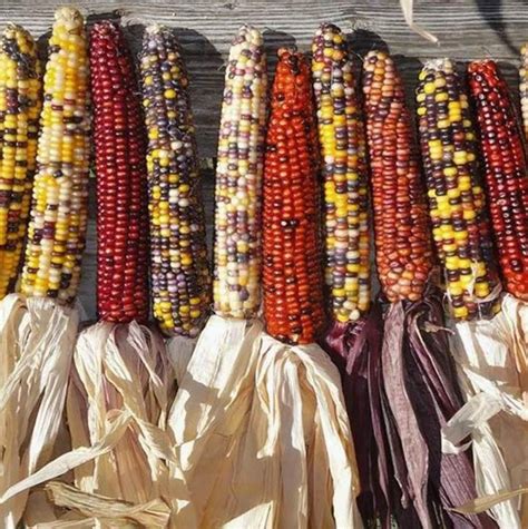 Indian Ornamental Corn Heirloom Rainbow Colors M4 Etsy