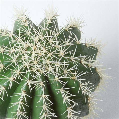 They may be hard to find in nurseries but are easy enough to grow from seeds purchased from online specialty retailers. Golden Barrel Artificial Cactus in Textured Stone Grey Pot ...