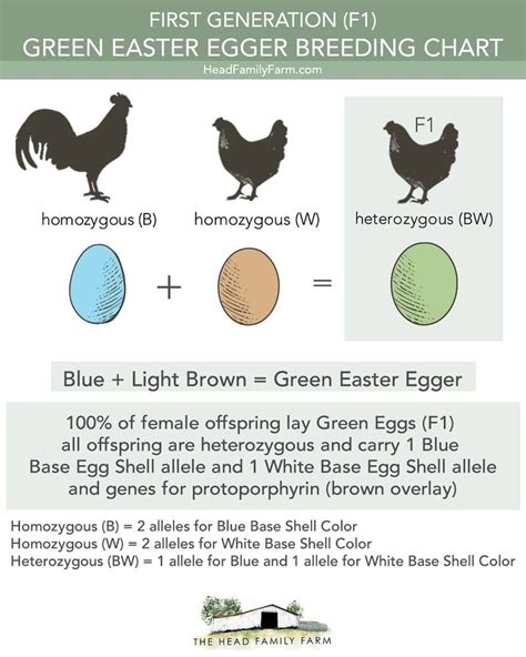 Egg Laying Breeds Egg Laying Hens Brown Eggs Blue Eggs Cream Legbar