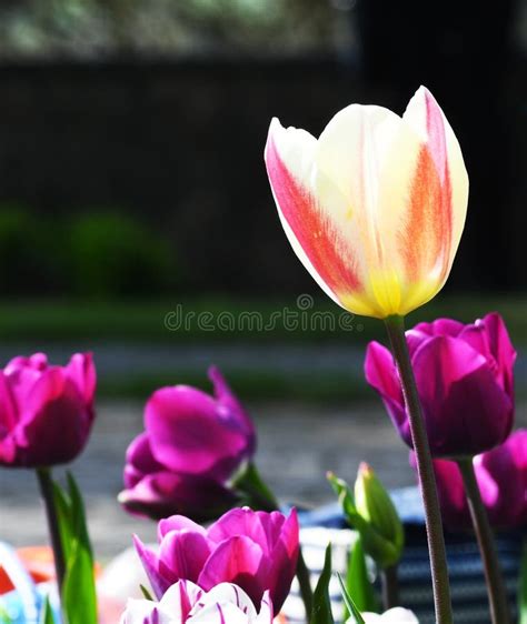 The Tulip Flower Of Love Stock Image Image Of Intense 120810145