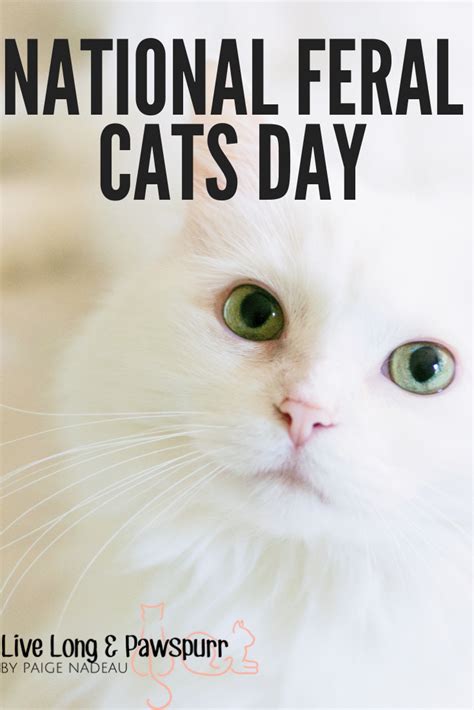 What Is National Feral Cat Day Feral Cats Cat Day Cats