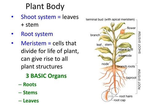 Ppt Plant Structure Leaves Stems Roots Powerpoint Presentation Free Download Id2375266