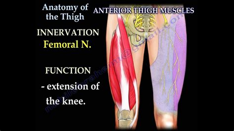 Upper medial surface of the shaft of the tibia in front of the insertions of the gracilis and the semitendinosus nerve supply: Anatomy Of The Thigh - Everything You Need To Know - Dr. Nabil Ebraheim - YouTube