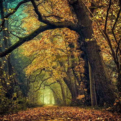 Deeper Shades Of Autumn By Oer Wout Scenery Nature Beautiful Nature
