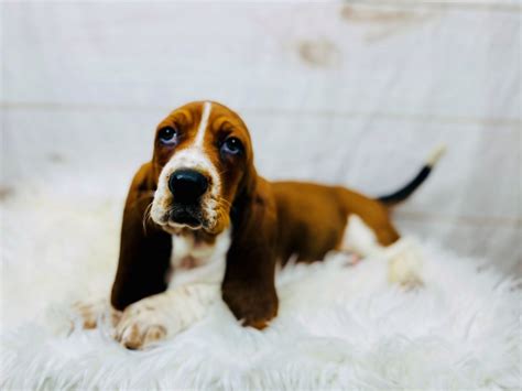 Basset Hound Dog Male Red White 3457104 The Barking Boutique