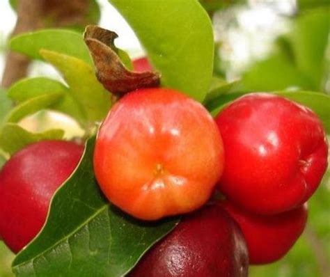 Jual Bibit Buah Bibit Tanaman Buah Vietnamese Cherry Cm Di Lapak Toko