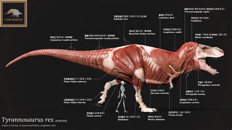 Tyrannosaurus Rex Anatomy 티라노사우루스 렉스 해부도 Youtube