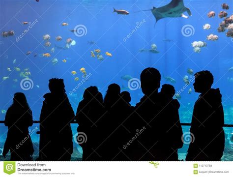 Child Watches Scuba Diver In Tank With Various Sea Creatures At The