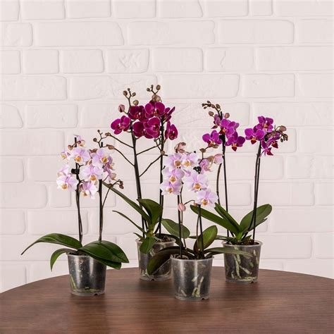 Mini Orchid Packs Love Orchids