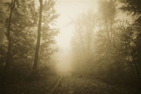 Path Through Haunted Forest With Thick Fog Stock Image Image Of