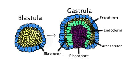 233 Embryonic Stage Biology Libretexts