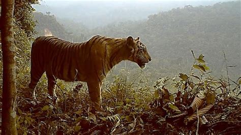 Extremely Endangered Tiger Losing Habitat—and Fast
