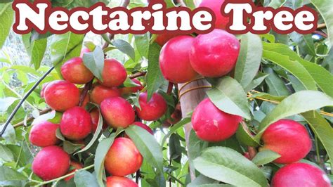 Straitify (cold treat) the seeds. Growing Dwarf Nectarine Fruit Trees - How To Stake A Tree ...