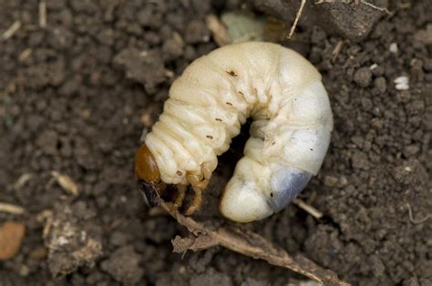 A Close Up Of A Grub Worm Photograph By Joel Sartore