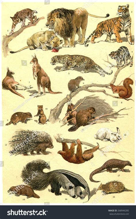 Mammals Forest Animals Vintage Engraved Illustration Stock