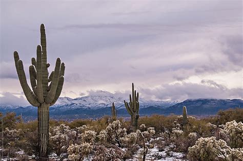 Snowfall On Desert Scene By Stocksy Contributor Tamara Pruessner