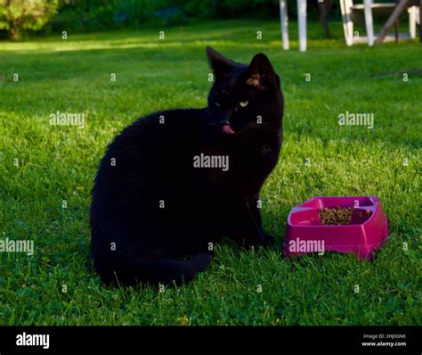 Felinología Razas De Gatos Norwegian Forest Cat Negro Retrato De Gato Negro Con Ojos