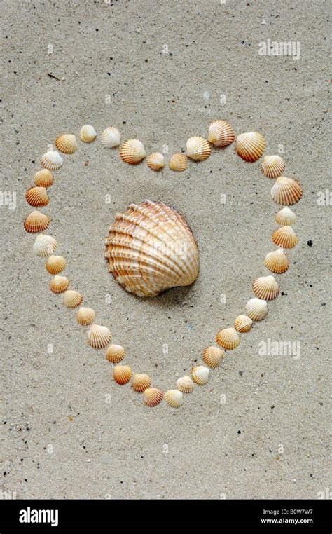 Heart Shaped Shells Hi Res Stock Photography And Images Alamy