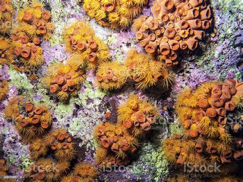 Orange Cup Coral Tubastrea Coccinea Stock Photo Download Image Now