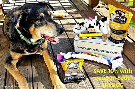 There are 243 pampered pooch for sale on etsy, and they cost £15.31 on average. Pamper Your Pooch with #PoochPerks + COUPON | Lap dogs ...