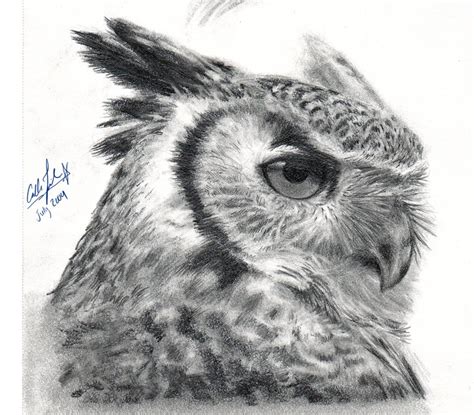 Owl Head Drawing At Explore Collection Of Owl Head