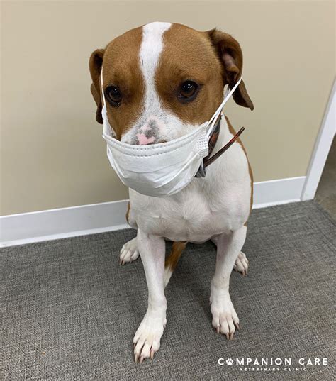 Tired of dirtying up your house and bathroom every time you try to clean your pet? Help Stop the Spread of COVID-19 and Wash Your Paws! : Companion Care Veterinary Clinic