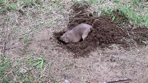 7 Images Possum Digging In Garden And View Alqu Blog