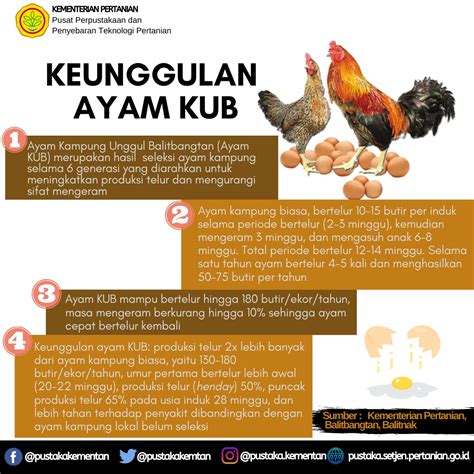 Check spelling or type a new query. Ayam KUB Produksi Telur Lebih Tinggi