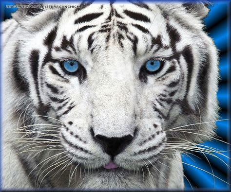 White Tigers Cubs With Blue Eyes