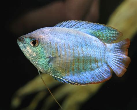 Maybe you would like to learn more about one of these? Blue Neon Dwarf Gourami - Large