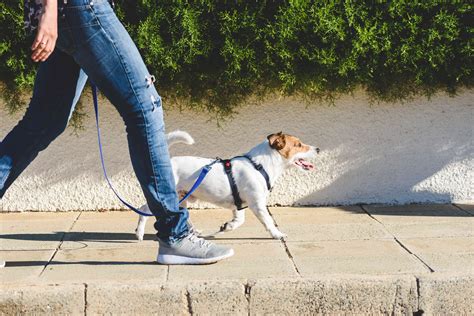 How To Teach Your Dog To Walk On A Loose Leash