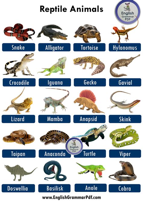 Reptiles List Of Reptiles With Facts Pictures Types Of Reptiles • 7esl
