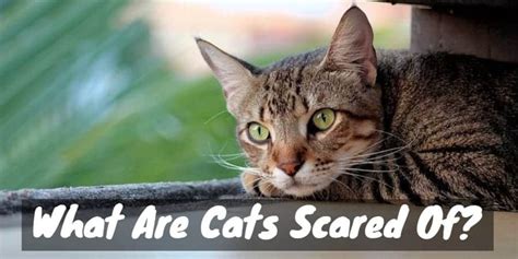 Freaked Out Felines What Are Cats Scared Of Cat Checkup