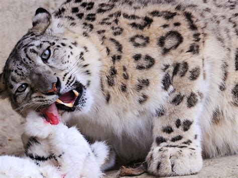 Wallpaper Snow Leopard Predator Face Hd Widescreen High