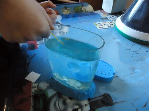 These shrimp create remarkably resilient eggs called cysts. How to Grow Sea Monkeys From a Kit | PetHelpful
