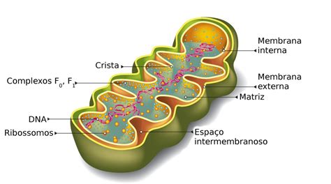 Mitocôndrias Biologia Celular Infoescola