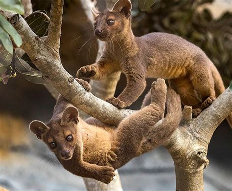 A Pair Of Baby Fossa Climbing And Hanging From A Tree Animals