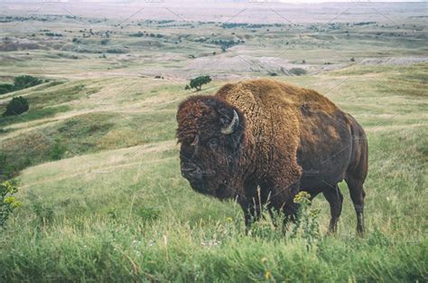 Bison In The Badlands National Park High Quality Stock Photos